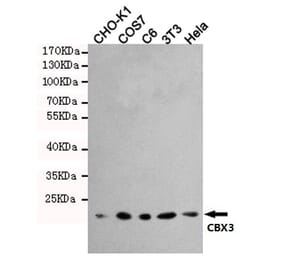 Anti-CBX3 (5G10) Antibody from Bioworld Technology (MB0191) - Antibodies.com