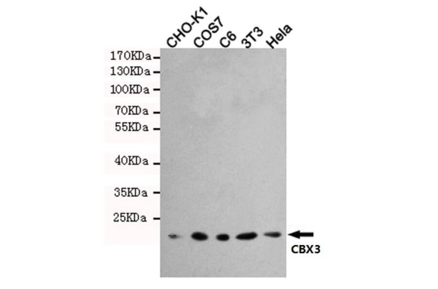 Anti-CBX3 (5G10) Antibody from Bioworld Technology (MB0191) - Antibodies.com