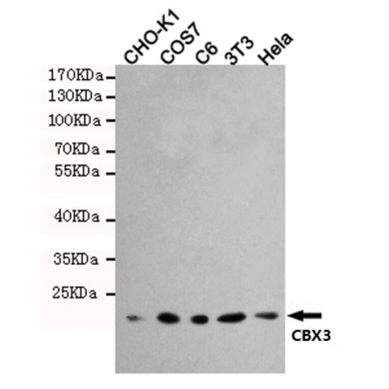 Anti-CBX3 (5G10) Antibody from Bioworld Technology (MB0191) - Antibodies.com