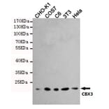 Anti-CBX3 (5G10) Antibody from Bioworld Technology (MB0191) - Antibodies.com
