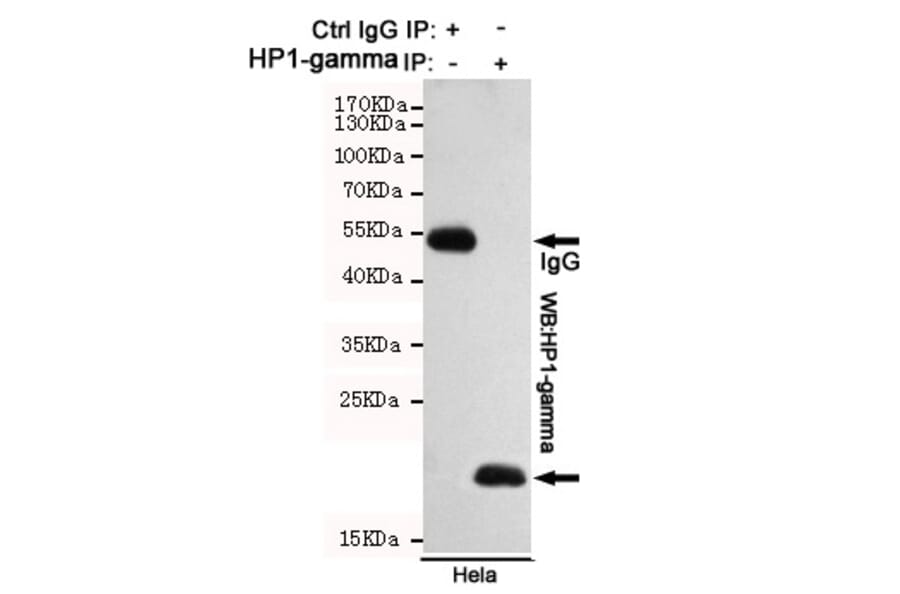 Anti-CBX3 (5G10) Antibody from Bioworld Technology (MB0191) - Antibodies.com