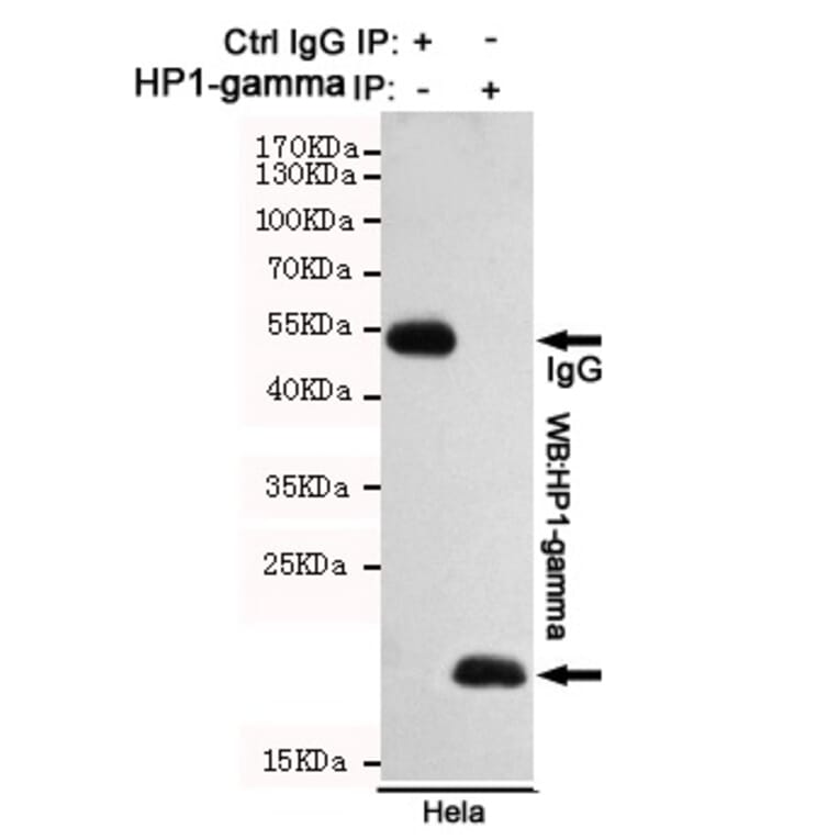 Anti-CBX3 (5G10) Antibody from Bioworld Technology (MB0191) - Antibodies.com