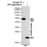 Anti-CBX3 (5G10) Antibody from Bioworld Technology (MB0191) - Antibodies.com