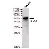 Anti-TBL1 (4H2) Antibody from Bioworld Technology (MB0192) - Antibodies.com