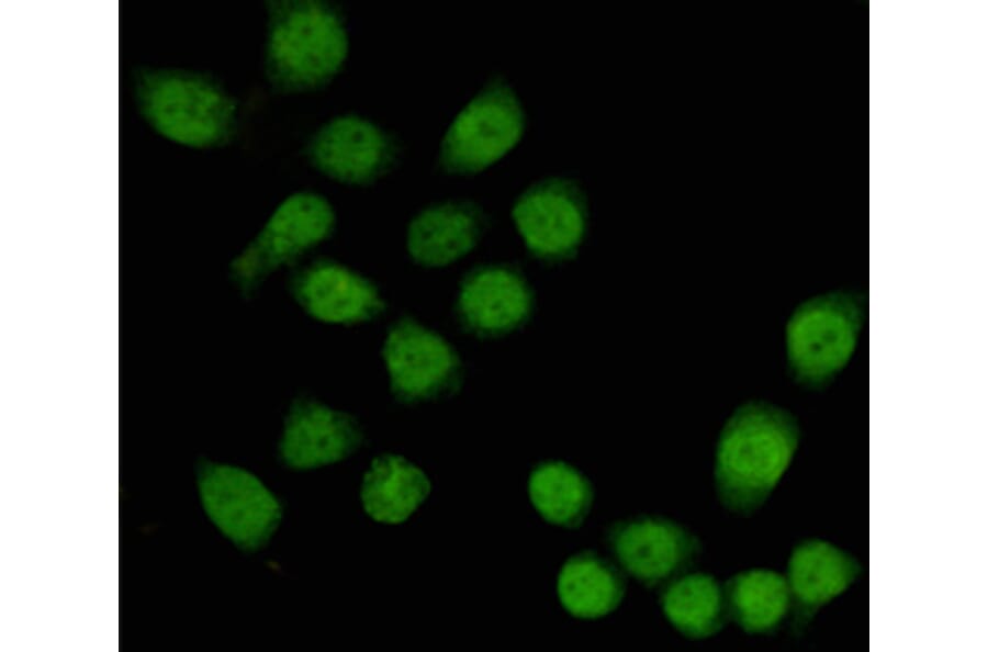 Anti-TBL1 (4H2) Antibody from Bioworld Technology (MB0192) - Antibodies.com