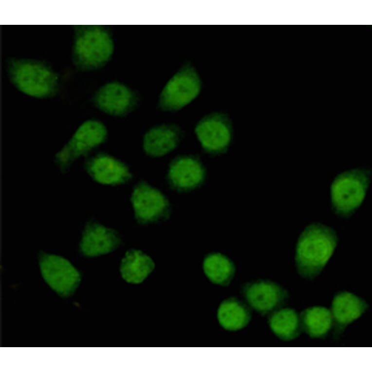 Anti-TBL1 (4H2) Antibody from Bioworld Technology (MB0192) - Antibodies.com