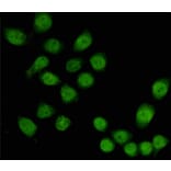 Anti-TBL1 (4H2) Antibody from Bioworld Technology (MB0192) - Antibodies.com