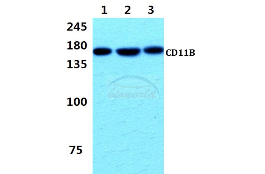 Anti-CD11B (L1) Antibody from Bioworld Technology (MB8001) - Antibodies.com