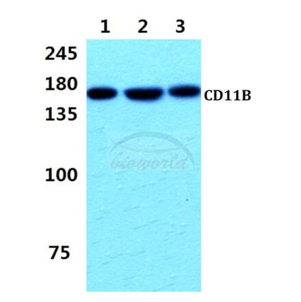 Anti-CD11B (L1) Antibody from Bioworld Technology (MB8001) - Antibodies.com
