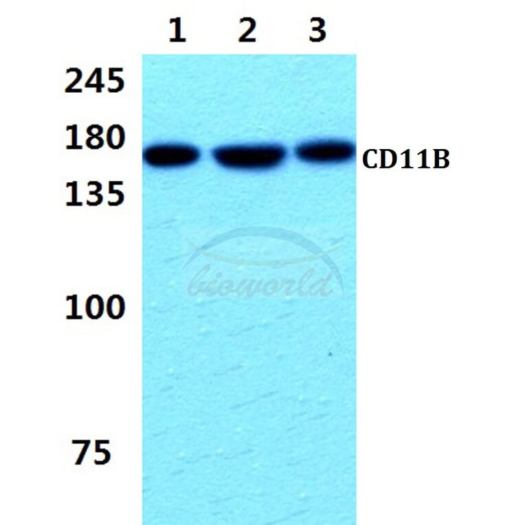 Anti-CD11B (L1) Antibody from Bioworld Technology (MB8001) - Antibodies.com
