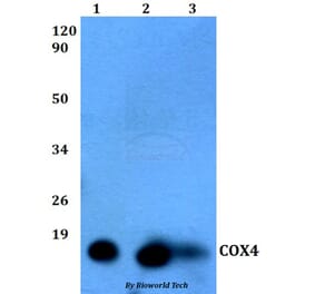 Anti-COX4 (5B9) Antibody from Bioworld Technology (MB8007) - Antibodies.com