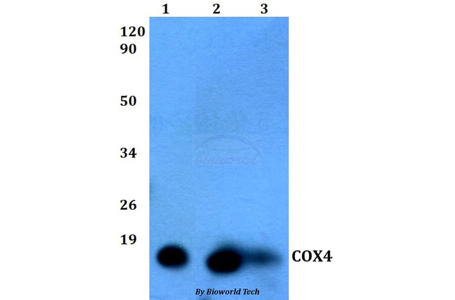 Anti-COX4 (5B9) Antibody from Bioworld Technology (MB8007) - Antibodies.com