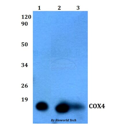 Anti-COX4 (5B9) Antibody from Bioworld Technology (MB8007) - Antibodies.com
