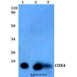 Anti-COX4 (5B9) Antibody from Bioworld Technology (MB8007) - Antibodies.com