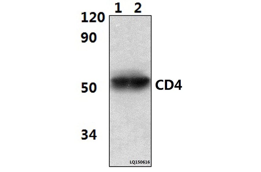 Anti-CD4 (10H8) Antibody from Bioworld Technology (MB8502) - Antibodies.com