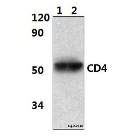 Anti-CD4 (10H8) Antibody from Bioworld Technology (MB8502) - Antibodies.com