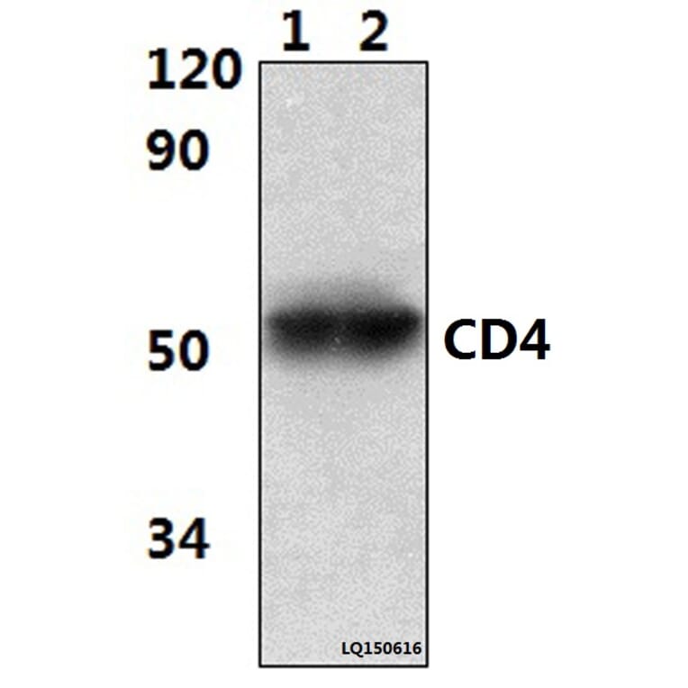 Anti-CD4 (10H8) Antibody from Bioworld Technology (MB8502) - Antibodies.com