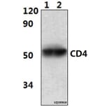 Anti-CD4 (10H8) Antibody from Bioworld Technology (MB8502) - Antibodies.com