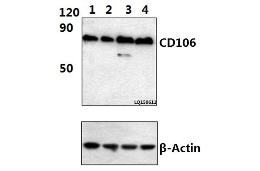 Anti-CD106/VCAM1 (2C11) Antibody from Bioworld Technology (MB8559) - Antibodies.com
