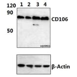 Anti-CD106/VCAM1 (2C11) Antibody from Bioworld Technology (MB8559) - Antibodies.com