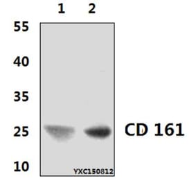 Anti-CD161 (3F8) Antibody from Bioworld Technology (MB8565) - Antibodies.com