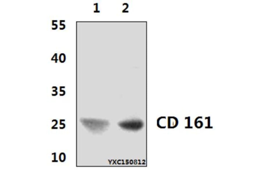Anti-CD161 (3F8) Antibody from Bioworld Technology (MB8565) - Antibodies.com