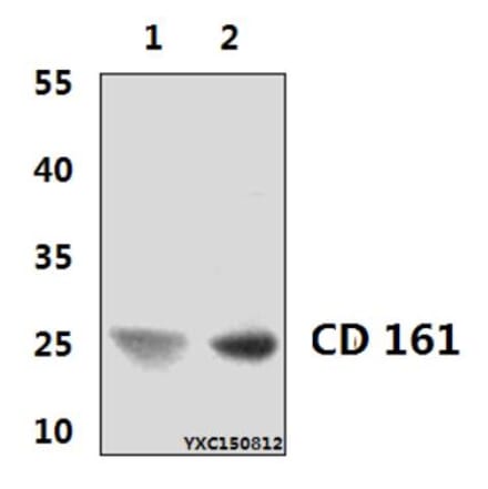 Anti-CD161 (3F8) Antibody from Bioworld Technology (MB8565) - Antibodies.com