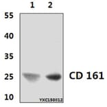 Anti-CD161 (3F8) Antibody from Bioworld Technology (MB8565) - Antibodies.com