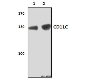 Anti-CD11C (8E3) Antibody from Bioworld Technology (MB8575) - Antibodies.com