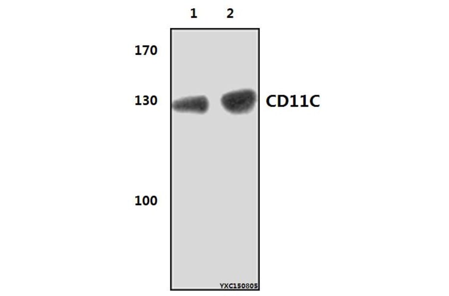 Anti-CD11C (8E3) Antibody from Bioworld Technology (MB8575) - Antibodies.com