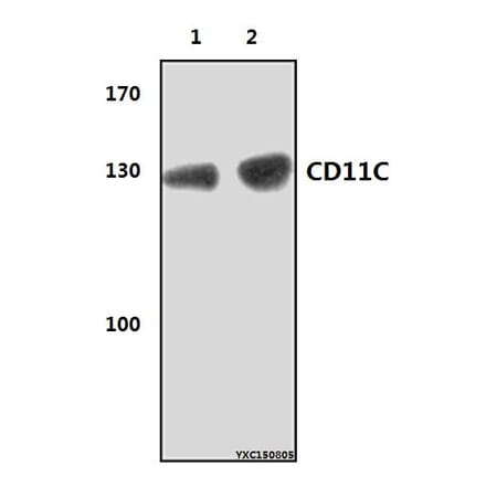 Anti-CD11C (8E3) Antibody from Bioworld Technology (MB8575) - Antibodies.com