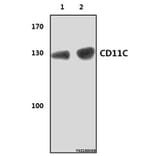 Anti-CD11C (8E3) Antibody from Bioworld Technology (MB8575) - Antibodies.com