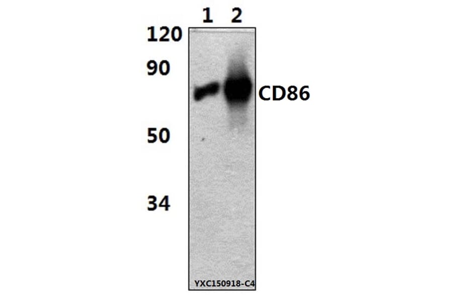 Anti-CD86(7H3) Antibody from Bioworld Technology (MB8608) - Antibodies.com
