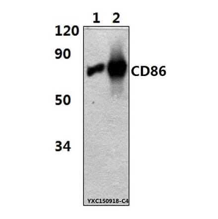 Anti-CD86(7H3) Antibody from Bioworld Technology (MB8608) - Antibodies.com