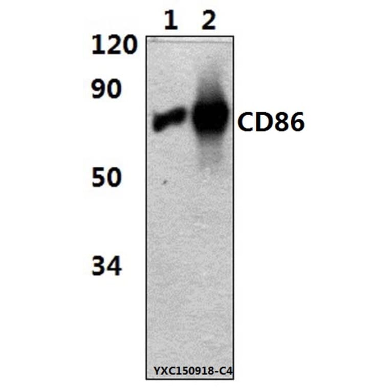 Anti-CD86(7H3) Antibody from Bioworld Technology (MB8608) - Antibodies.com