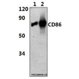 Anti-CD86(7H3) Antibody from Bioworld Technology (MB8608) - Antibodies.com