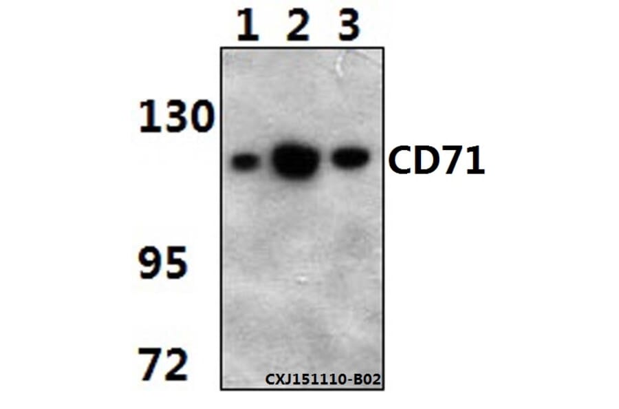 Anti-CD71 (5C9) Antibody from Bioworld Technology (MB8615) - Antibodies.com