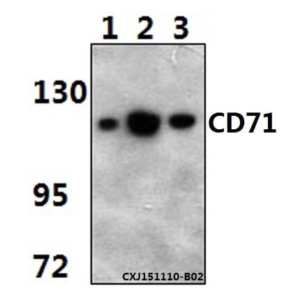 Anti-CD71 (5C9) Antibody from Bioworld Technology (MB8615) - Antibodies.com