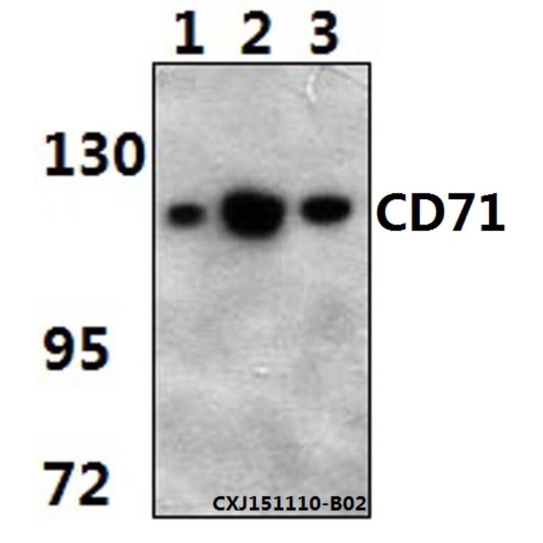Anti-CD71 (5C9) Antibody from Bioworld Technology (MB8615) - Antibodies.com
