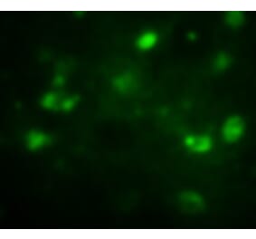 Anti-BrdU Antibody from Bioworld Technology (MB9001) - Antibodies.com