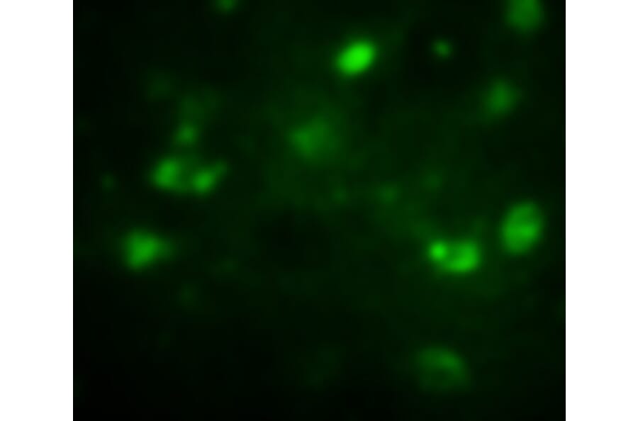 Anti-BrdU Antibody from Bioworld Technology (MB9001) - Antibodies.com