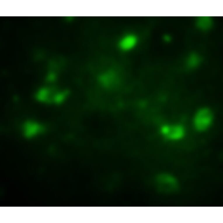 Anti-BrdU Antibody from Bioworld Technology (MB9001) - Antibodies.com