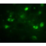 Anti-BrdU Antibody from Bioworld Technology (MB9001) - Antibodies.com