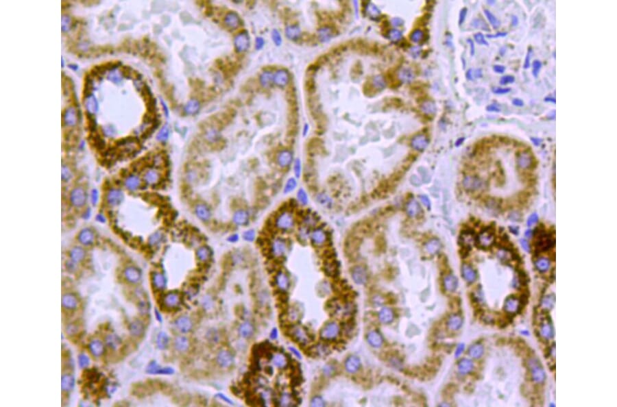 Anti-HSP60 Antibody from Bioworld Technology (MB9002) - Antibodies.com