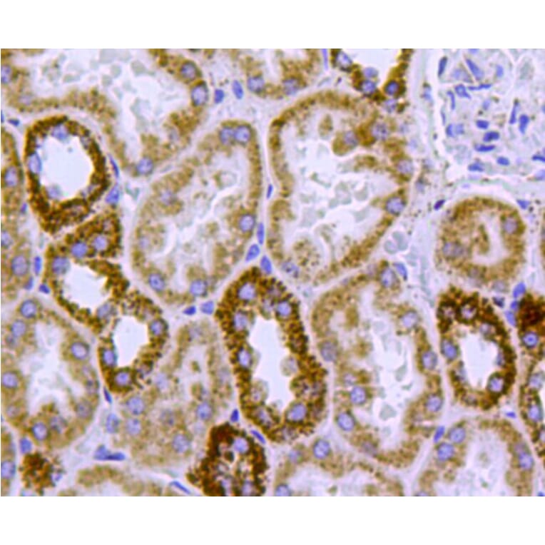 Anti-HSP60 Antibody from Bioworld Technology (MB9002) - Antibodies.com