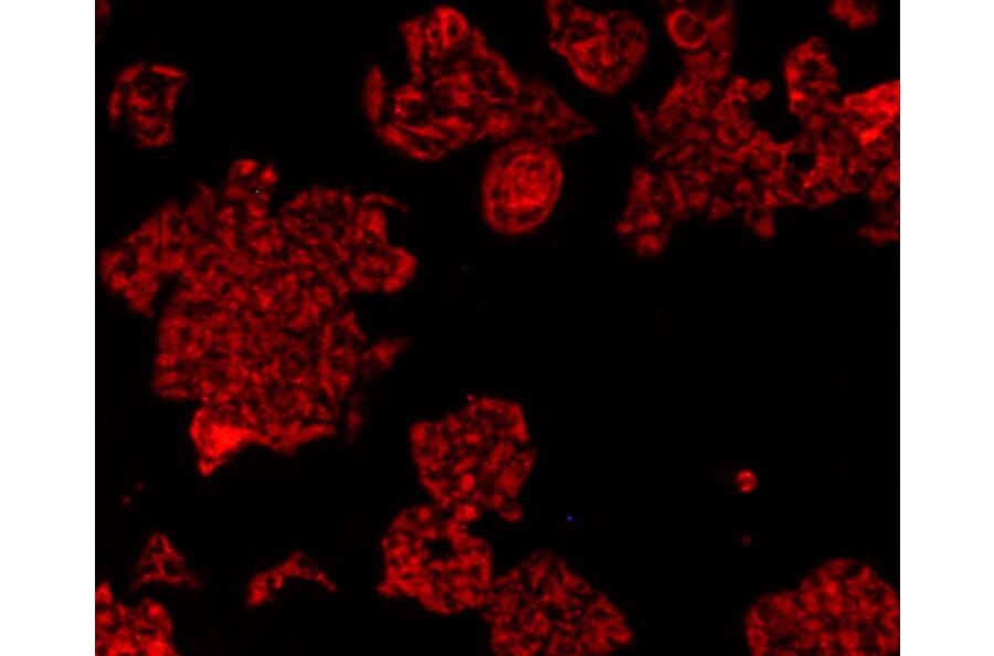 Anti-HSP60 Antibody from Bioworld Technology (MB9002) - Antibodies.com