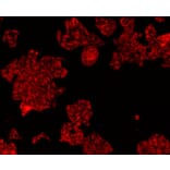 Anti-HSP60 Antibody from Bioworld Technology (MB9002) - Antibodies.com