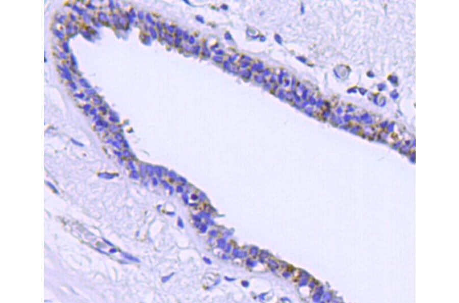 Anti-HSP60 Antibody from Bioworld Technology (MB9002) - Antibodies.com