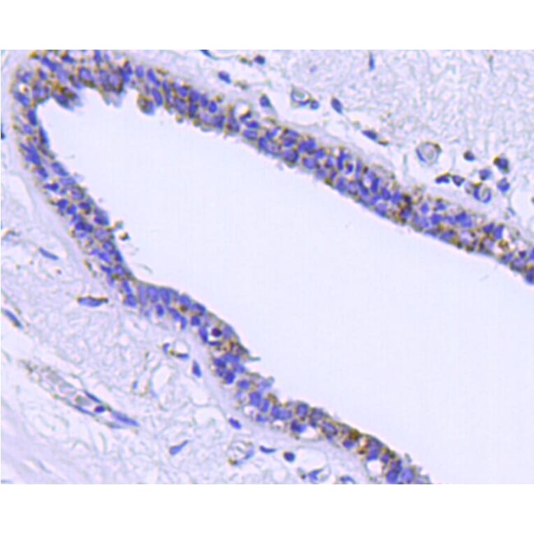 Anti-HSP60 Antibody from Bioworld Technology (MB9002) - Antibodies.com