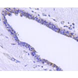 Anti-HSP60 Antibody from Bioworld Technology (MB9002) - Antibodies.com